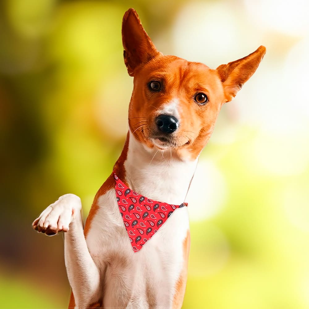 Pañoleta Blanca Sublimable para Mascota - Miniatura 5