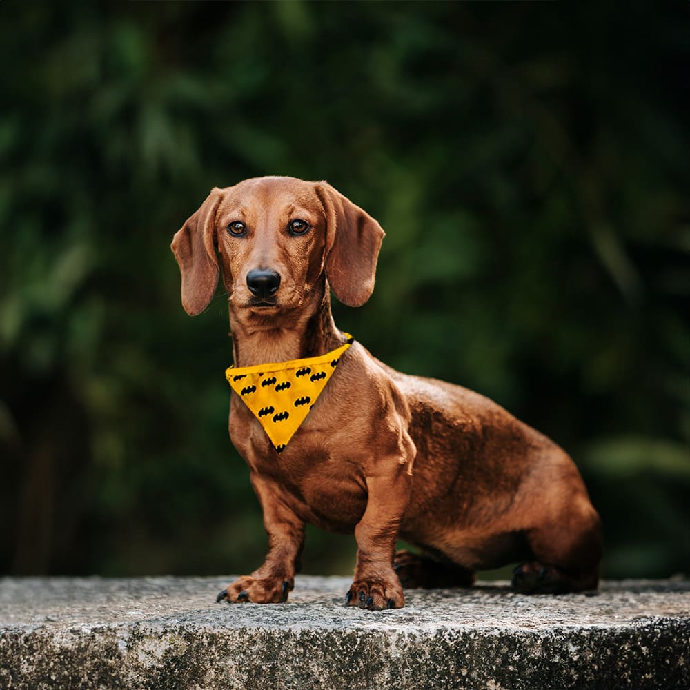 Pañoleta Blanca Sublimable para Mascota - Miniatura 6