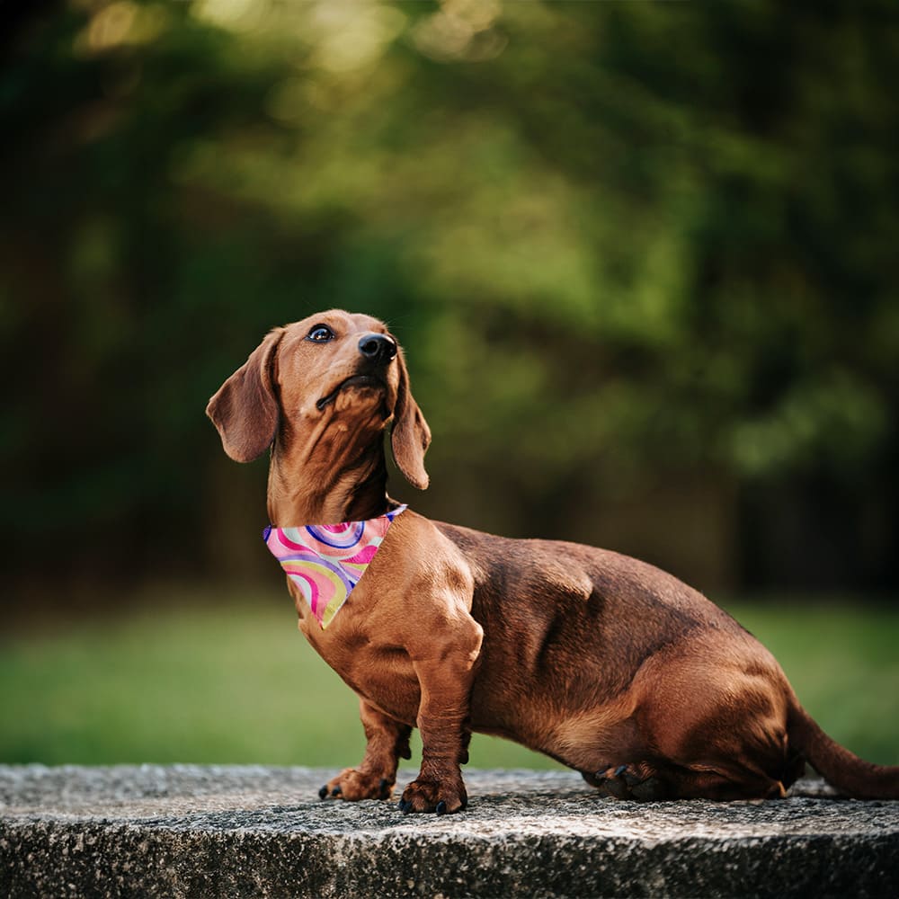 Pañoleta Blanca Sublimable para Mascota - Miniatura 7