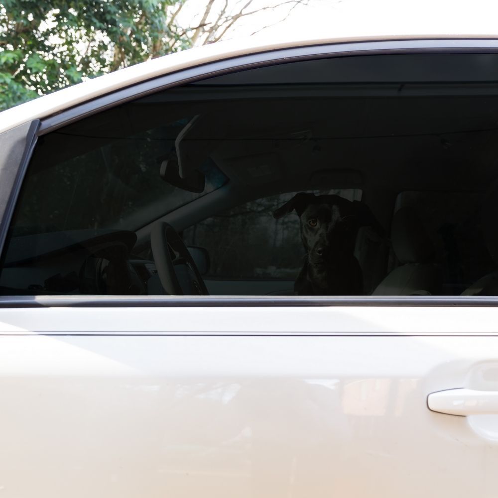 PELICULA POLARIZADO NANOCERAMICA METALICA - Miniatura 6